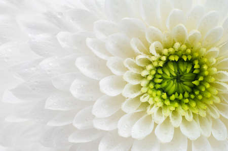 White Chrysanthemum with drops of watercloseup. Macro image with small depth of field.の写真素材