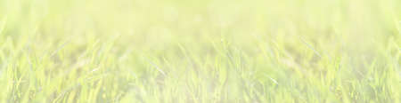 Green young wheat close upの写真素材