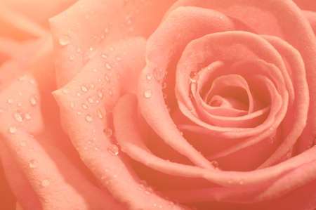 Orange rose macro