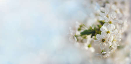 Apricot blossom backgroundの写真素材
