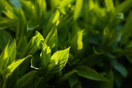 Green leaf highlighted by the sun