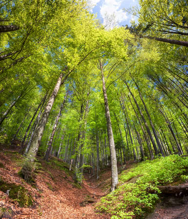 Spring forest sunny landscape