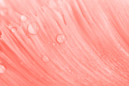 Trendy coral colored floral background