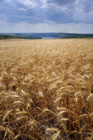 Yellow wheat field under the rain heavy clouds.の写真素材