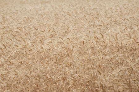 Yellow wheat field background. Agricultural conceptの写真素材