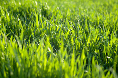 Fresh green grass background. Wheat filed in spring close up.の写真素材