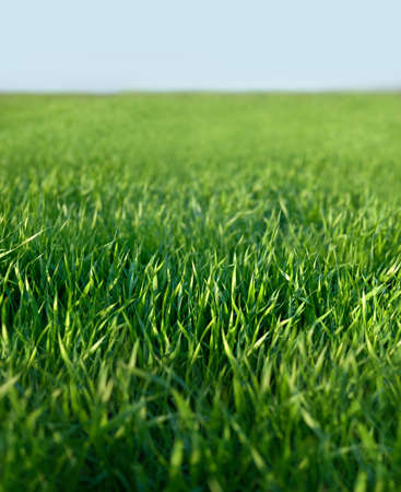 Fresh green grass background. Wheat filed in spring close up.の写真素材