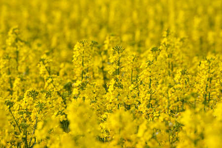 Rape field in blossom close up on the bright sunny day