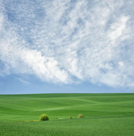 Green field of wheat on the bright sunny day. Idyllic rural landscape.の写真素材