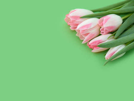 Bouquet of pink tulips on green background. Viwid and fresh spring background with copyspace for your design. Macro image with small depth of field.の写真素材
