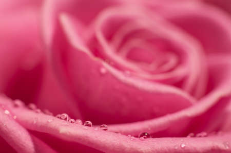Soft pink rose with drops of water. Image with small depth of field.の写真素材