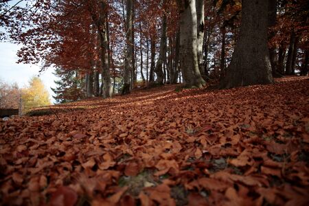 underbrushの写真素材