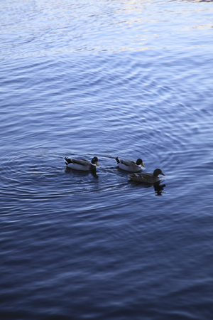 Ducks background.の写真素材