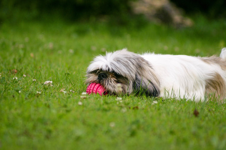 Shih Tzu at the park