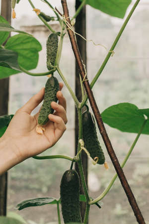Vegetables in the greenhouse, fresh cucumbers, natural grown vegetables, manual picking of...