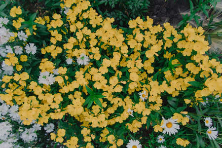 Beautiful, bright, summer background of white flowersの写真素材