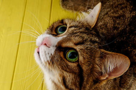 Multi-colored cat on a background of a yellow wooden backgroundの写真素材