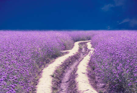 Sea of flowersの写真素材