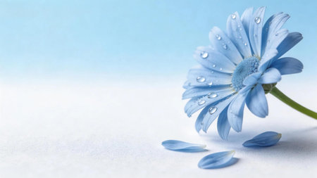 Elegant blue daisy flower with water droplets. Fresh floral background perfect for wellness branding, beauty themes, greeting cards, and nature designs.の写真素材