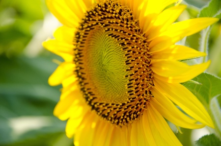 Sunflower in summerの写真素材