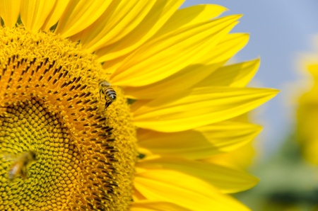 Bees flying on sunflower in summerの写真素材