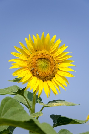 Sunflower on a blue sky background in summer with bees on itの写真素材