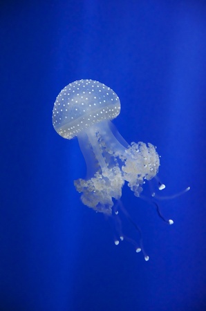 A jellyfish in blue waterの写真素材