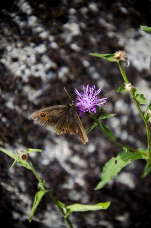 Brown butterfly on purple flowerの写真素材