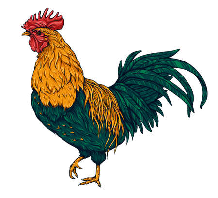 Rooster vector illustrationのイラスト素材
