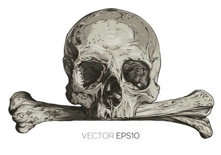 Skull vector illustrationのイラスト素材