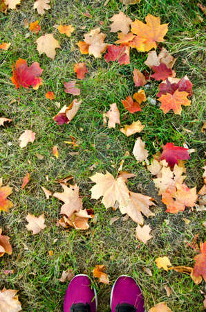Autumn background, portrait orientation. Yellow and orange leaves on the green grass, top view. Fall season, wallpaper. Texture of nature.の写真素材
