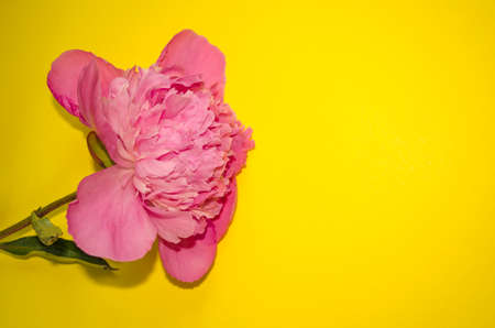 Peony flower on yellow background with copy space. Single blooming bud flat lay.の写真素材