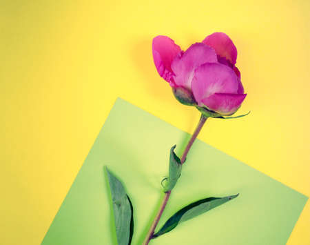 Pink flower on yellow background with copy space. Single blooming peony flat lay.の写真素材