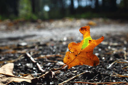 Oak leaf