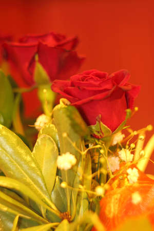 Rose in the warm glowの写真素材