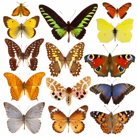 Collection of colored butterflies isolated on whiteの写真素材