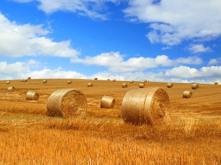 Harvested field with straw bales