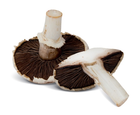 Photo of field agaric mushroom isolated on whiteの写真素材
