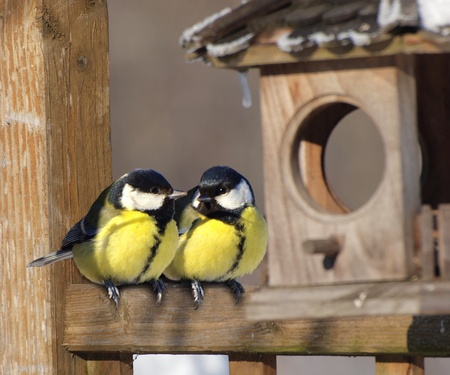 A pair of Great tit birds sitting next to nest box