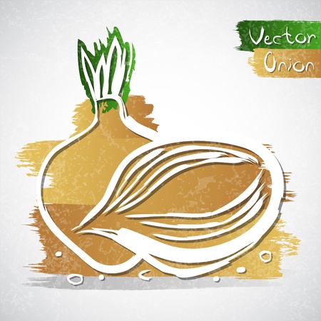 Vector illustration of onion with sliceのイラスト素材