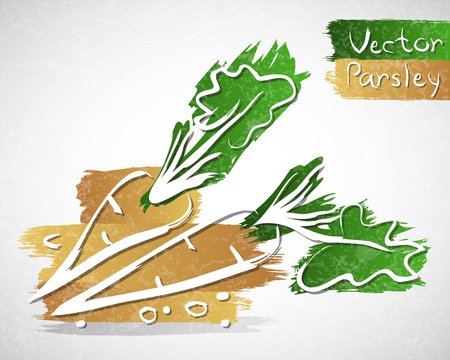 Vector illustration of parsley with leavesのイラスト素材