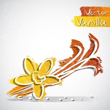 Vector illustration of vanillaのイラスト素材
