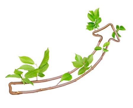 Plants with leaves forming arrow pointing upwards isolated on whiteの写真素材