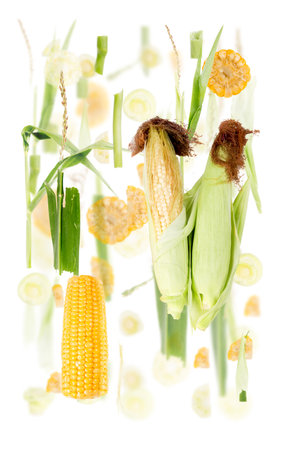 Abstract background made of Corn vegetable pieces, slices and leaves isolated on white.の写真素材