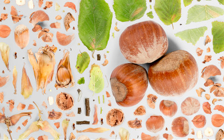 Abstract background made of Hazelnut pieces, slices and leaves isolated on gray background.の写真素材