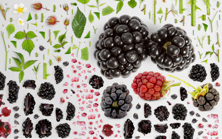 Abstract background made of Blackberry fruit pieces, slices and leaves isolated on gray background.の写真素材