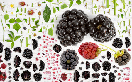 Abstract background made of Blackberry fruit pieces, slices and leaves on wooden background.の写真素材