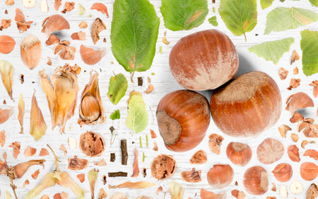Abstract background made of Hazelnut pieces, slices and leaves on wooden background.の写真素材