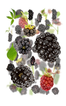 Abstract background made of Blackberry fruit pieces, slices and leaves isolated on white.の写真素材