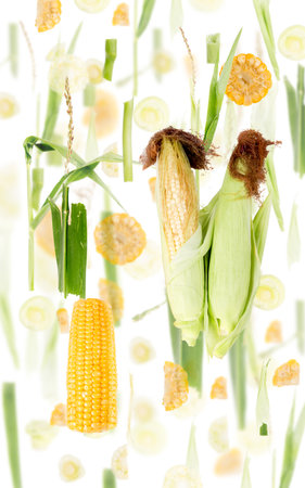 Abstract background made of Corn vegetable pieces, slices and leaves isolated on white.の写真素材